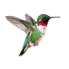Fototapeta premium Vibrant Ruby-throated Hummingbird in Flight Isolated on White Background