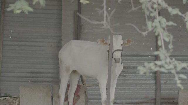 Close-Up of Indian Cow calf Face in Natural Light &ndash; slog3 10bit 4K unedited clip