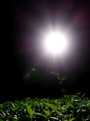 Di bawah langit biru, pohon menjulang dengan ranting kuat dan daun yang tumbuh subur di sela awan.