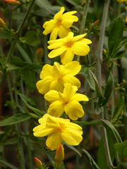 Fototapeta premium Yellow flowers of winter jasmine - Jasminum nudiflorum