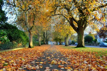 Autumnal pathway lined with colorful trees