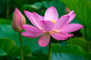 花と蕾