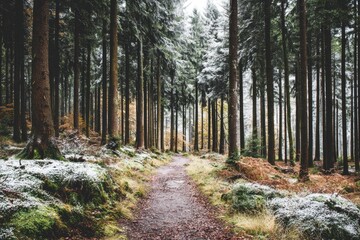 Fototapeta premium A path winds through a frosty forest. Fallen leaves, frosted ground, tall trees