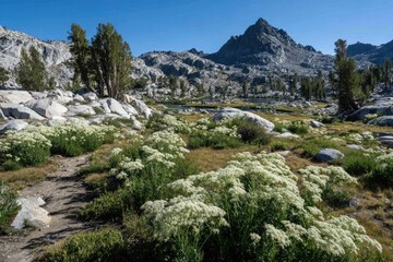 High-altitude alpine meadow with wildflowers, trail, and mountains