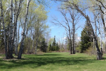 Obraz premium Springtime forest clearing. Sunlight filters through budding trees