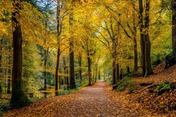 Autumnal woodland path bathed in golden sunlight
