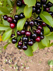 Black cherries