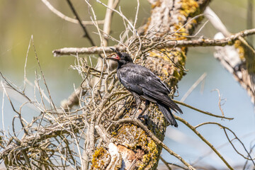 An American Crow perched on an old fallen tree with food in its mouth at Oaks Bottom Wildlife Refuge in Portland Oregon