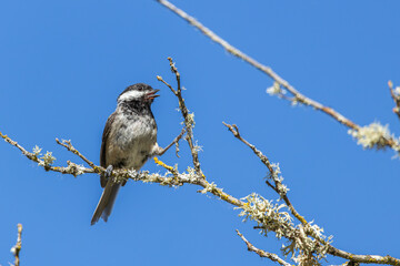 A Black-capped Chickadee calling from a tree branch at Oaks Bottom Wildlife Refuge in Portland Oregon
