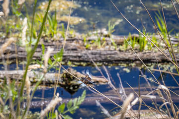 A Dragonfly on a branch at Whitaker Ponds Nature Park in Portland Oregon