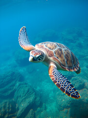 Obraz premium green turtle in the great barrier reef