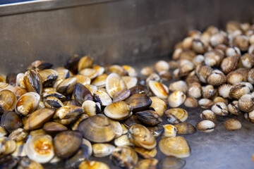 Edible Salt Water Clams