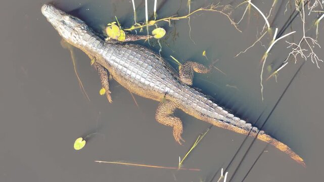 Dark alligator (Caiman yacare) in Esteros del Ibera, Argentina.
