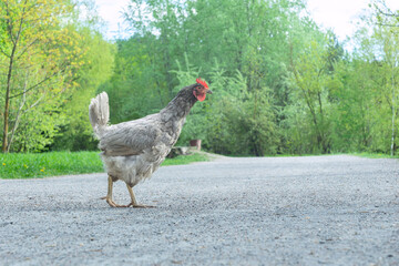 Charming Gray Chicken Gracefully Wandering Through a Lush Backyard Garden Bathed in Warm Spring Sunlight, Capturing the Essence of Rural Serenity and Nature's Beauty.