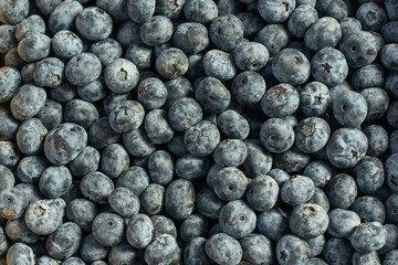 Fresh blueberries in boxes. Organic blueberries in bulk, a vibrant display of summer's natural sweetness. A visual journey through the richness of fresh blueberries.