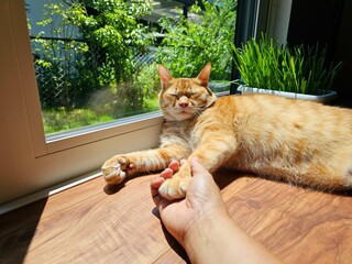 A cute orange tabby cat lying on a sunny wooden floor by the window, gently holding a human hand...