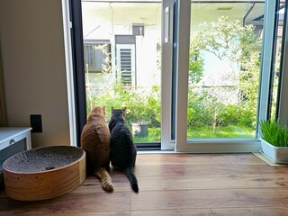 Two cats, a ginger and a tabby, sit backs to camera, observing the garden outside through a glass...