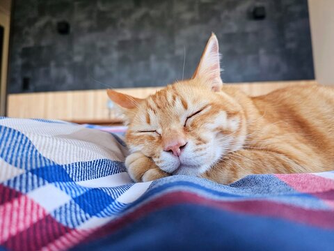 A ginger tabby cat sleeps deeply, curled up on a soft, colorful blanket. Its peaceful expression captures pure warmth, cozy comfort, and serene relaxation in a domestic setting.