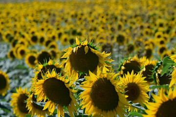 Girasoli del Monferrato, Cuccaro, Alessandria, Piemonte, Italia