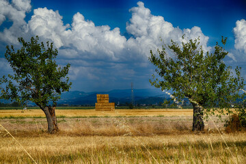 Balle di paglia tra i gelsi, Monferrato, Cuccaro, Alessandria, Piemonte, Italia