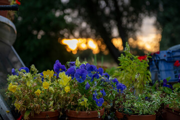 Potted Flowers on Boat Roof at Sunset

