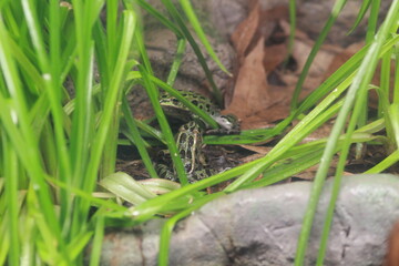 leopard frog in its glass enclosure