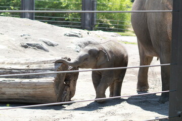 baby elephant walking around zoo enclosure