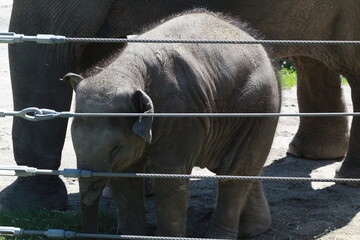 baby elephant in zoo enclosure