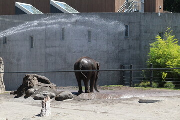 Elephant getting a shower in its zoo enclosure