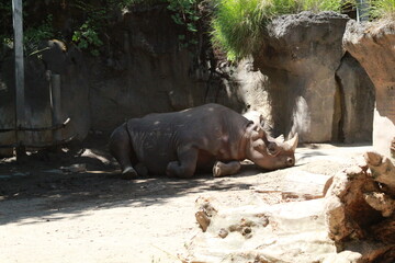 rhinoceros laying down in its zoo enclosure 