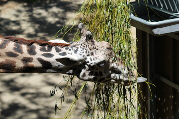 Giraffe snacking in its zoo enclosure