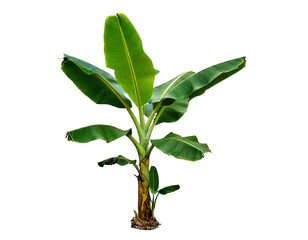 Banana tree with large green leaves isolated on transparent ba png