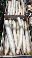 Fresh daikon radishes displayed in a crate at a market stall. Organic white root vegetables ready for sale at the local farmers market.