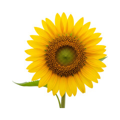 Fototapeta premium Isolated on white, a bright yellow sunflower blossom showcases the beauty of nature's summer plant with detailed petals and a vibrant head