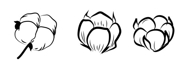 Cotton Flower hand drawn illustration