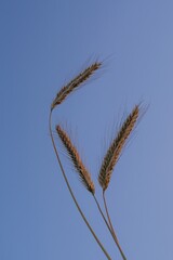 Fototapeta premium Ripe rye ears reach towards the sky in the evening light. In the background is a clear summer sky. Perfect for farming, food and organic lifestyle themes.