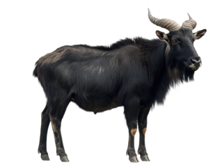 Majestic Wildebeest Standing Proud