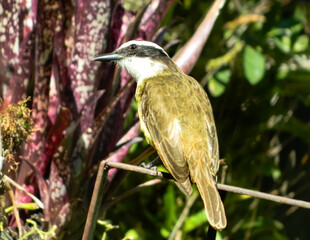 Great Kiskadee bird, Pitangus sulphuratus, standing still observing the landscape