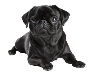 Fototapeta premium Cute Black Pug Lying Down