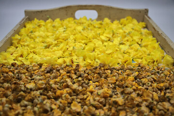 Trocknen von K&ouml;nigskerzen als Heilpflanze