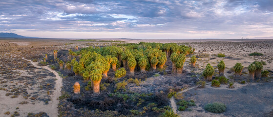 Oasis of palm trees growing along a natural desert geothermal spring that the San Andreas fault...