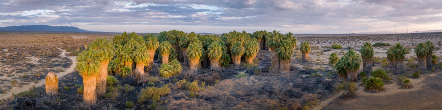 Oasis of palm trees growing along a natural desert geothermal spring that the San Andreas fault line in the California desert near the Salton Sea.