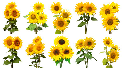 Sunflowers collection various bouquet isolated on white background. Sun symbol. Flowers yellow, agriculture. Seeds and oil. Flat lay, top view. Bio. Eco