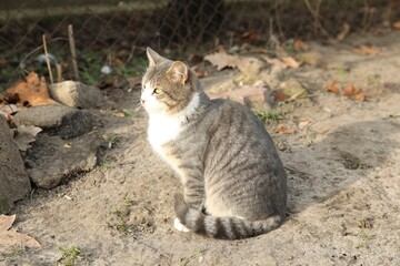 Lonely stray cat outdoors. Pet homelessness problem