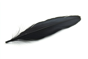 Isolated black feather on white background