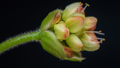 A close-up of a green bud opening, showing the blooming petals and seeds.