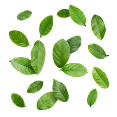 Green citrus leaves flying against white background