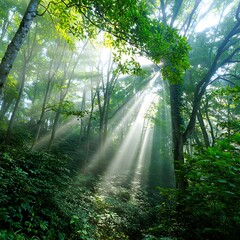 Enchanting Forest Scene with Sun Rays Filtering Through Trees Revealing Lush Greenery and Dense Undergrowth Creating a Mystical Atmosphere