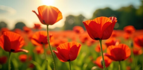 Naklejka premium Crinkled poppy petals, sunlit, vibrant red June field , detail, bloom, vibrant