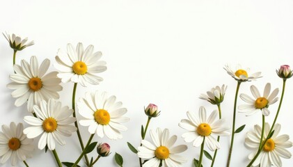 Fototapeta premium Delicate chamomile blooms, white backdrop, floral collage, design, pretty